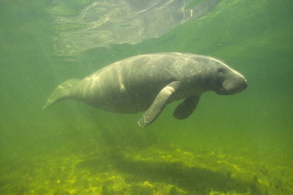 Effondrement de la biodiversité Outre-mer : « des solutions existent, mais elles sont insuffisamment mises en place » Effondrement de la biodiversité Outre-mer : « des solutions existent, mais elles sont insuffisamment mises en place »